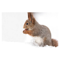 Fotografie young red squirrel sitting in white, Mr_Twister, 40 × 26.7 cm