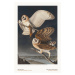 Ilustrace The Barn Owl from The Birds of America - J. J. Audubon, 26.7 × 40 cm