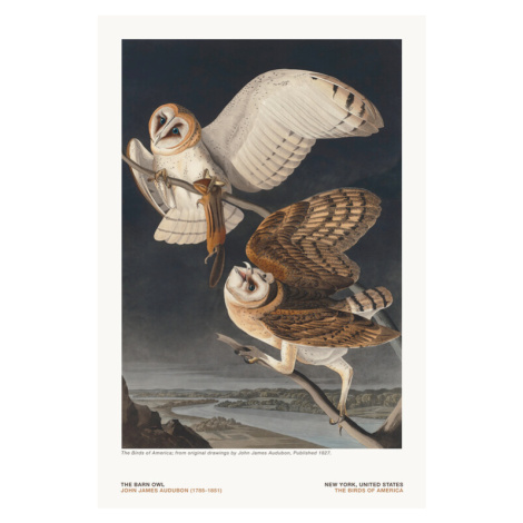 Ilustrace The Barn Owl from The Birds of America - J. J. Audubon, 26.7x40 cm