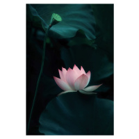 Umělecká fotografie Lotus Flower, Catherine W., (26.7 x 40 cm)