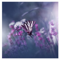 Fotografie Lavender Queen, Juliana Nan, 40x40 cm
