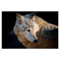 Umělecká fotografie Arctic wolf. Canis lupus arctos, Daniel Hernanz Ramos, (40 x 26.7 cm)