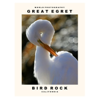 Fotografie Great Egret (Bird Rock, California), 30 × 40 cm