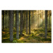 Fotografie Evening sun shining in spruce forest, Schon, (40 x 26.7 cm)