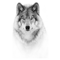 Fotografie Portrait of a Timber Wolf, Jim Cumming, 30x40 cm