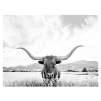 Fotografie Longhorn texas, Sisi & Seb, 40 × 30 cm