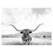 Fotografie Longhorn texas, Sisi & Seb, 40 × 30 cm