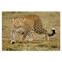 Fotografie Leopard, McDonald Wildlife Photography Inc., 40 × 26.7 cm