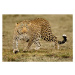 Fotografie Leopard, McDonald Wildlife Photography Inc., 40 × 26.7 cm