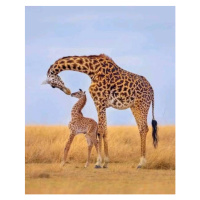 Umělecká fotografie Giraffes, Ayanda Madondo, (30 x 40 cm)