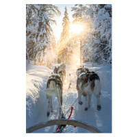 Fotografie Personal perspective of person dogsledding in, Roberto Moiola / Sysaworld, 26.7 × 40 