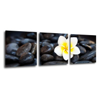 Impresi Obraz Bílý květ na černých kamenech - 90 x 30 cm (3 dílný)