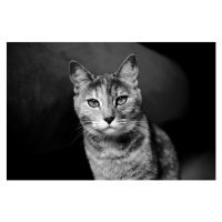 Fotografie Domestic cat looking at camera, Mario Gutiérrez, (40 x 26.7 cm)