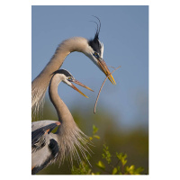 Fotografie Great Blue Heron mating ritual, Canon_Bob, 26.7 × 40 cm