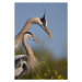 Fotografie Great Blue Heron mating ritual, Canon_Bob, 26.7 × 40 cm