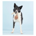 Přetahovací a aportovací hračka pro psy Paikka - míček