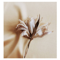 Fotografie dry flower lily close up on beige silk  background . macro flower.Minimal floral card
