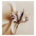 Umělecká fotografie dry flower lily close up on beige silk  background . macro flower.Minimal fl