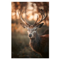 Umělecká fotografie Red Deer Stag Portrait, serts, (26.7 x 40 cm)