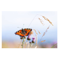 Umělecká fotografie Beautiful Small tortoiseshell butterfly on flower, TorriPhoto, (40 x 26.7 cm
