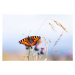 Fotografie Beautiful Small tortoiseshell butterfly on flower, TorriPhoto, 40 × 26.7 cm