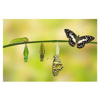 Umělecká fotografie Transformation of Lime Butterfly, Mathisa_s, (40 x 26.7 cm)
