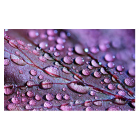 Fotografie water drops, Cristian Prisecariu, 40x24.6 cm