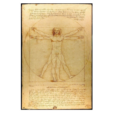 Plakát, Obraz - Vitruviánský muž, (61 x 91.5 cm)
