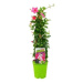 Mandevila růžová květináč 19cm