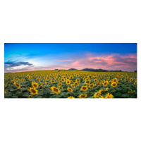 Fotografie Sunflower field at sunset, Sarrote Sakwong, 50 × 20.9 cm