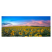 Fotografie Sunflower field at sunset, Sarrote Sakwong, 50 × 20.9 cm