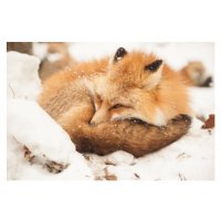 Fotografie Close-up of sleeping fox, Alycia Moore / 500px, 40x26.7 cm