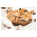 Fotografie Close-up of sleeping fox, Alycia Moore / 500px, 40 × 26.7 cm