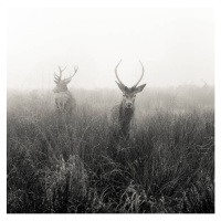 Fotografie Deer  in foggy meadow, London,, Donovan Rees, 40 × 40 cm