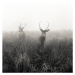 Fotografie Deer  in foggy meadow, London,, Donovan Rees, 40 × 40 cm