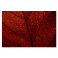 Fotografie Macro photo of red fall leaf with raindrops., miss_j, 40 × 26.7 cm