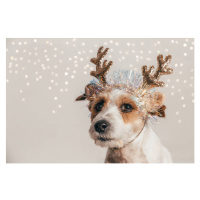 Fotografie Jack Russell dog wearing reindeer antlers, Olga Pankova, 40 × 26.7 cm