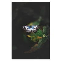 Umělecká fotografie Close-up of butterfly on plant, Amal Madhavan  / 500px, (26.7 x 40 cm)
