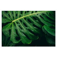 Ilustrace Monstera deliciosa Plant, Rhisang Alfarid, 40 × 26.7 cm