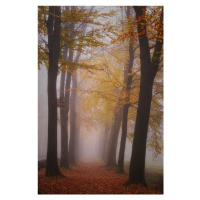 Fotografie Autumn magic, Saskia Dingemans, 26.7x40 cm