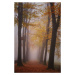 Fotografie Autumn magic, Saskia Dingemans, 26.7 × 40 cm