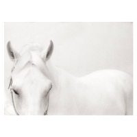 Fotografie White Horse, stevecoleimages, 40x30 cm