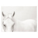 Umělecká fotografie White Horse, stevecoleimages, (40 x 30 cm)