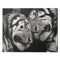 Obraz na plátně Marina Cano - Sleeping Tigers, (40 x 50 cm)