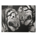 Obraz na plátně Marina Cano - Sleeping Tigers, (40 x 50 cm)