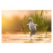 Fotografie Close-up of swan in lake,Fenniscourt,Ireland, Marcin Kaczmarkiewicz / 500px, 40 × 26.