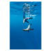 Fotografie Southern Sea Lions, Diego Ramirez Islands, Chile, Paul Souders, 26.7 × 40 cm