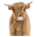 Fotografie Baby Highland Cow, Sisi & Seb, (30 x 40 cm)