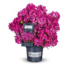 Pěnišník 'Grazeasy® Dark Pink' květináč 5 litrů