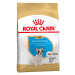 Royal Canin French Bulldog Puppy - 3 kg